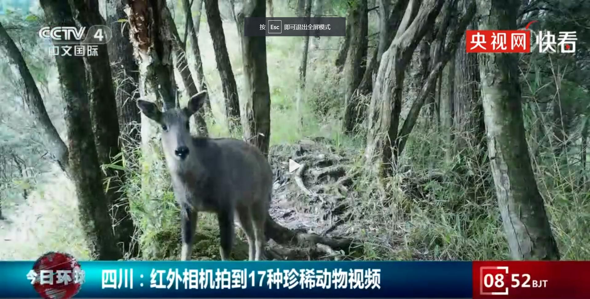 四川红外相机拍到17种珍稀动物