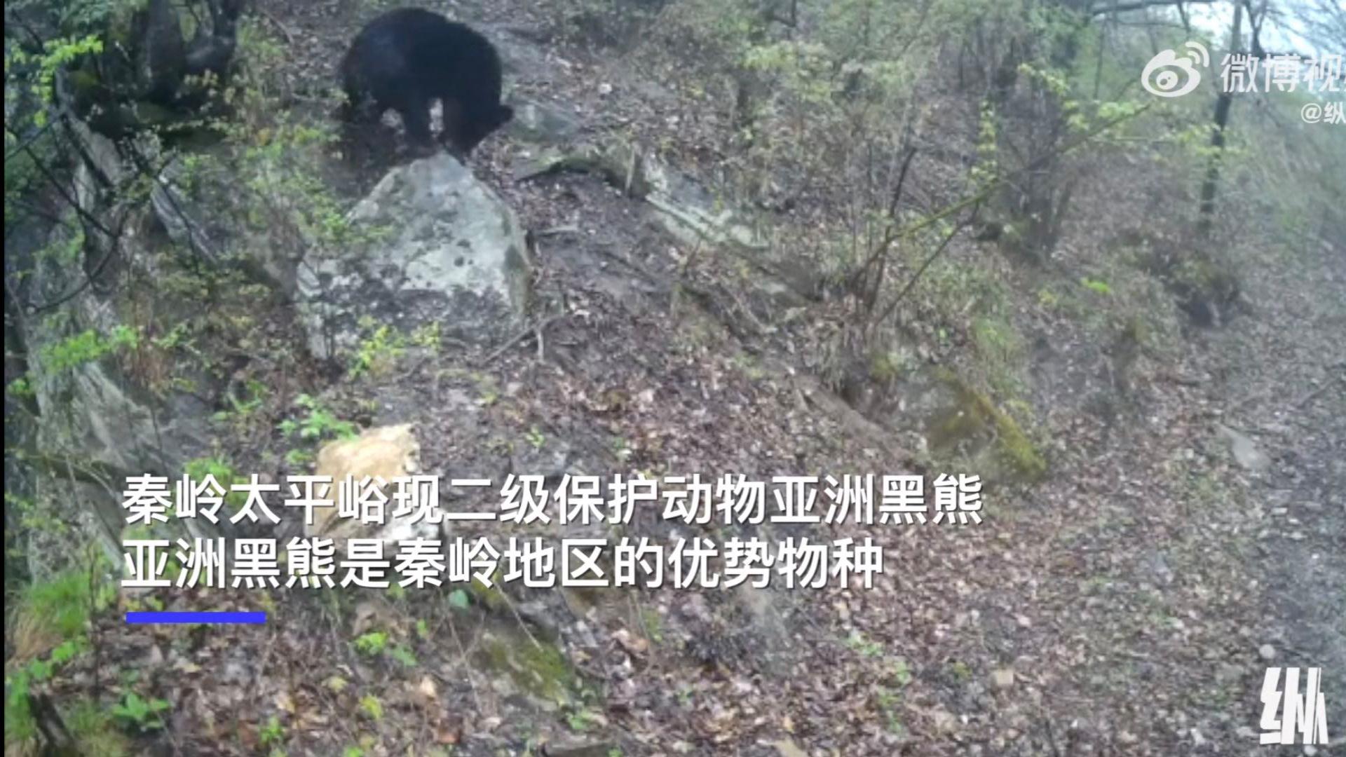 秦岭一红外相机首次捕捉到亚洲黑熊 之前只有村民见到过